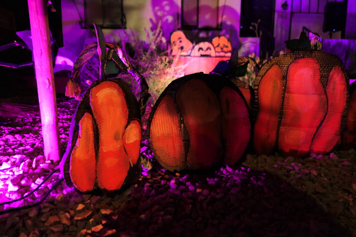 Pumpkins in the foreground, pumpkins in the background