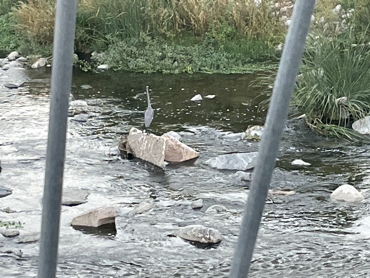 A bird, possibly an egret, sitting in the river
